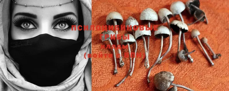 Псилоцибиновые грибы Psilocybe Кохма